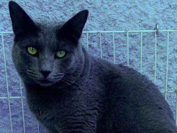 Gato ra a Srd idade 1 ano nome Grafite