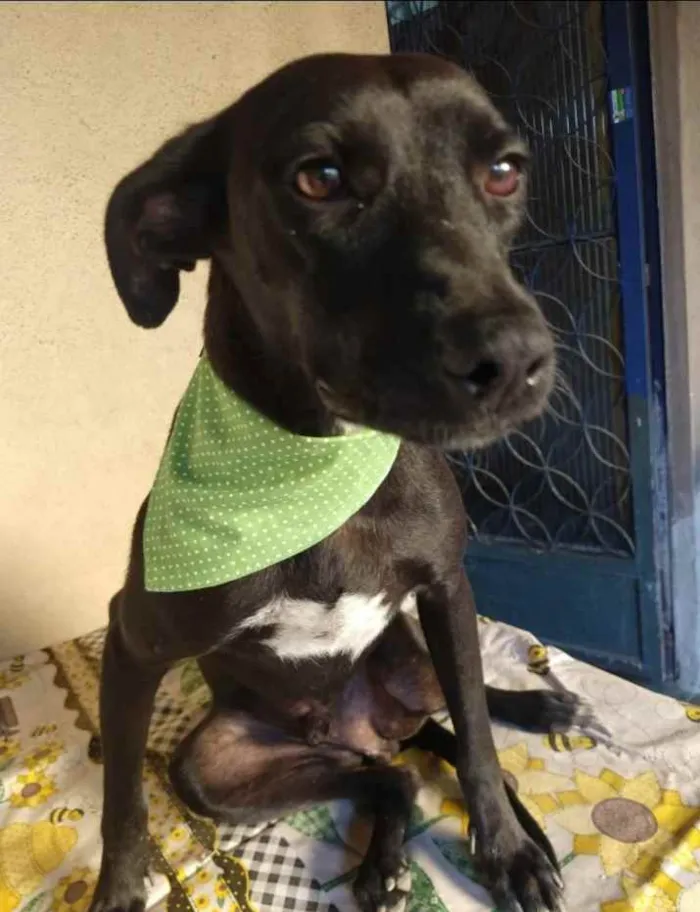 Cachorro ra a SRD idade 3 anos nome Baruk