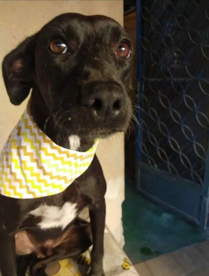 Cachorro ra a SRD idade 3 anos nome Baruk