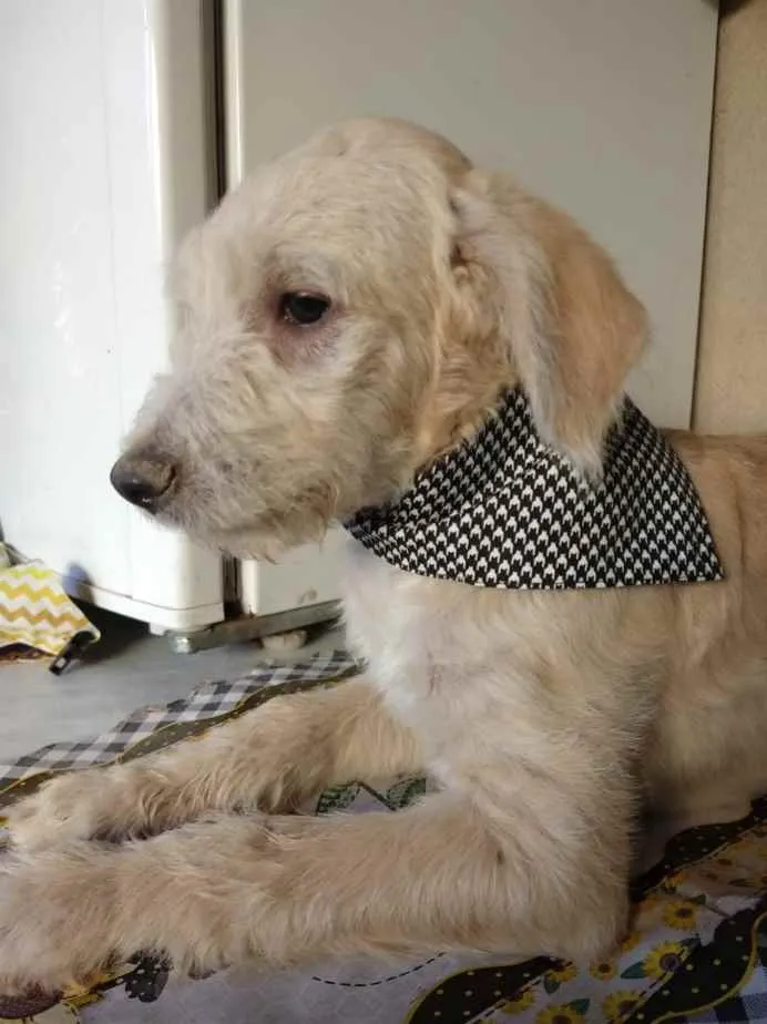 Cachorro ra a SRD idade 2 a 6 meses nome Romeu 