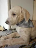 Romeu