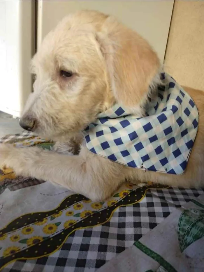 Cachorro ra a SRD idade 2 a 6 meses nome Romeu 