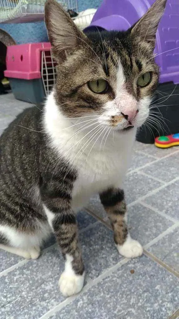 Gato raça Srd idade 2 anos nome Joãozinho