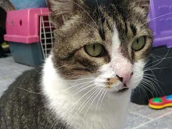 Gato raça Srd idade 2 anos nome Joãozinho