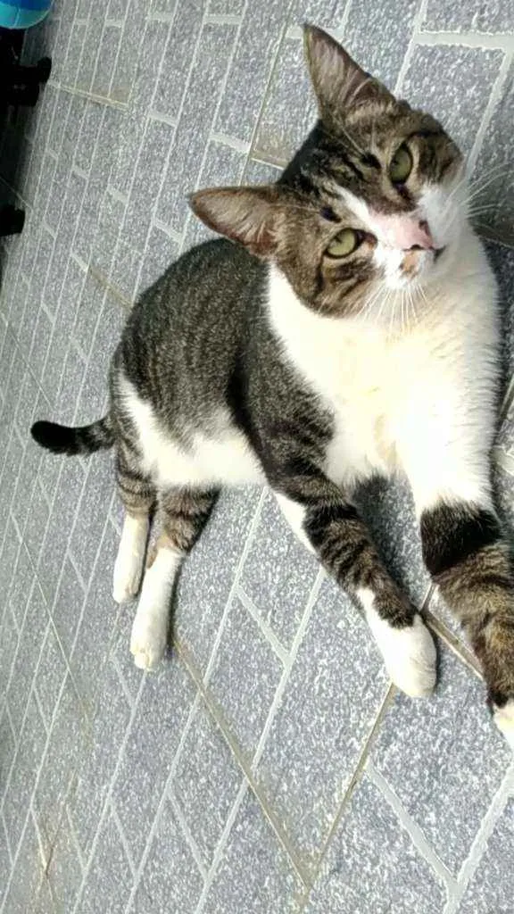 Gato raça Srd idade 2 anos nome Joãozinho