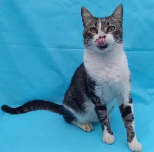 Gato raça Srd idade 2 anos nome Joãozinho