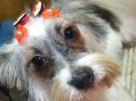 Cachorro raça  idade 7 a 11 meses nome Cristal 