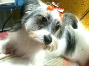 Cachorro raça  idade 7 a 11 meses nome Cristal 