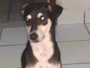 Cachorro raça Indefinida idade 7 a 11 meses nome Sofia