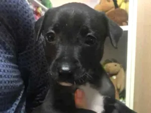 Cachorro raça Sem Raça Definida idade Abaixo de 2 meses nome Sem nome