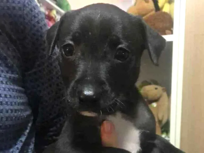 Cachorro raça Sem Raça Definida idade Abaixo de 2 meses nome Sem nome