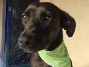 Cachorro raça SRD idade 3 anos nome Baruk