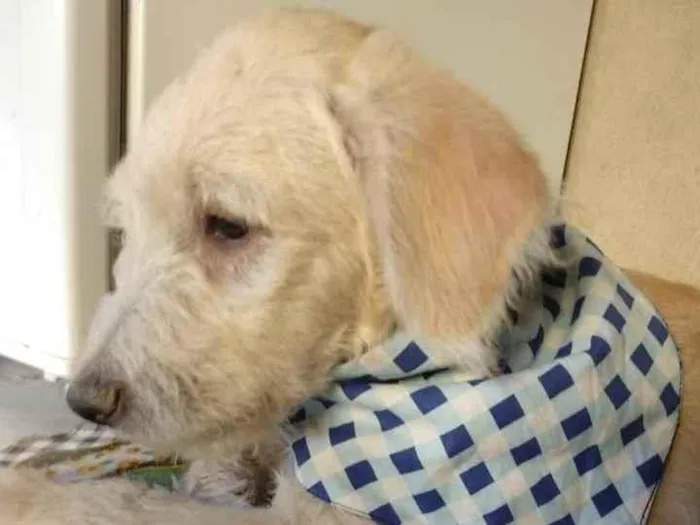 Cachorro ra a SRD idade 2 a 6 meses nome Romeu 