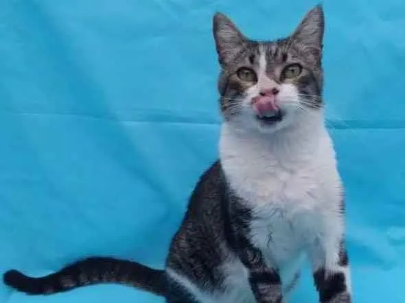 Gato raça Srd idade 2 anos nome Joãozinho