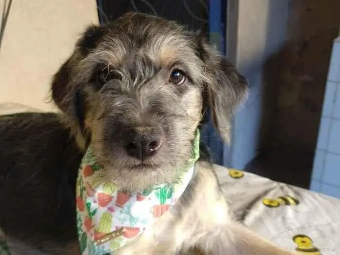Cachorro ra a SRD idade 2 a 6 meses nome Luke