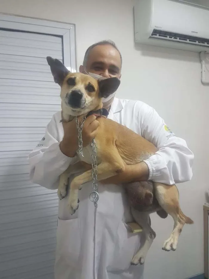 Cachorro ra a Não definida idade 2 anos nome Léo
