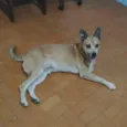 Léo