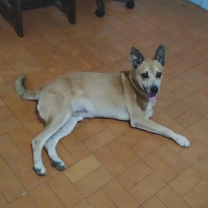 Cachorro ra a Não definida idade 2 anos nome Léo