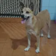Léo