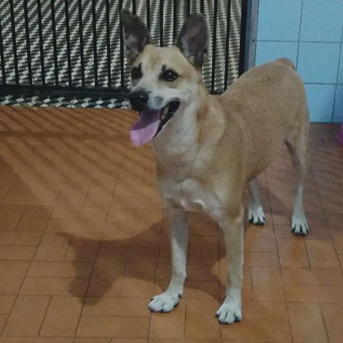 Cachorro ra a Não definida idade 2 anos nome Léo