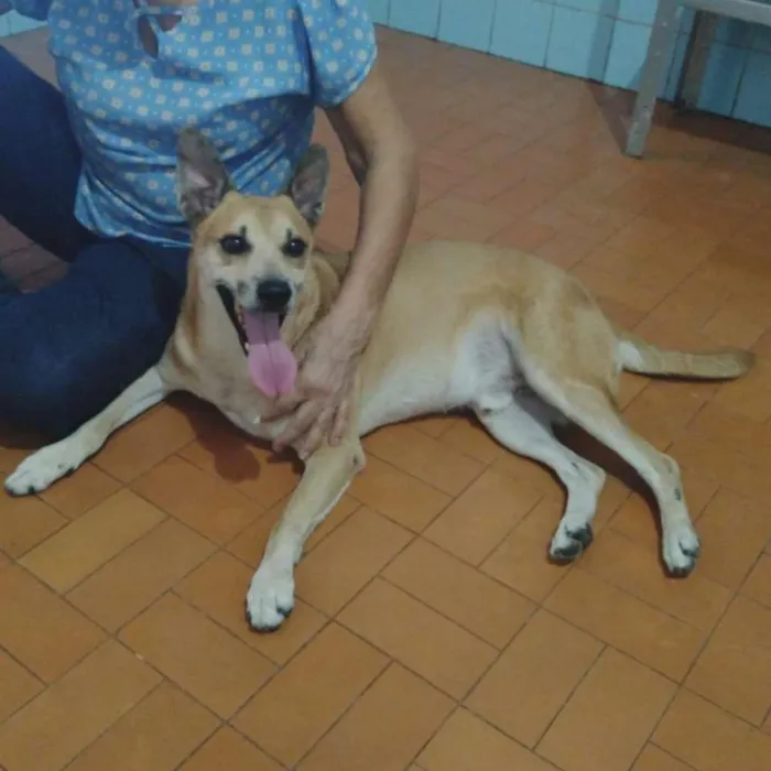 Cachorro ra a Não definida idade 2 anos nome Léo