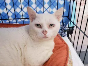 Gato raça Srd  idade 5 anos nome Manolo