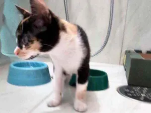 Gato raça Srd tricolor  idade 2 a 6 meses nome Stella bebê linda