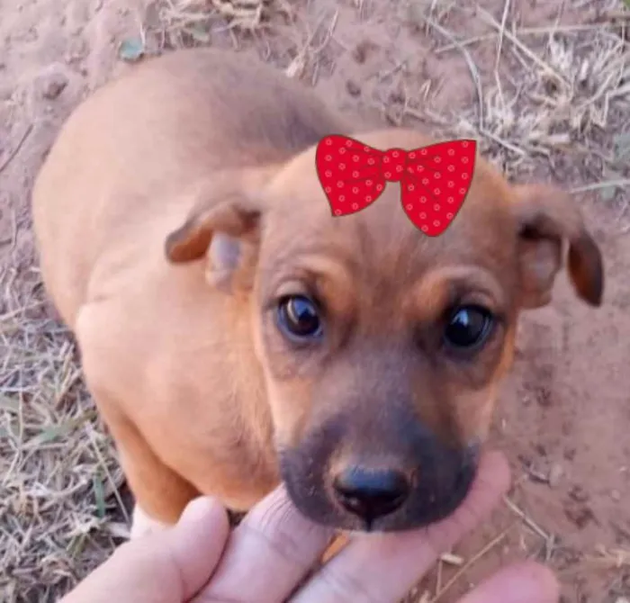 Cachorro ra a Mestiça  idade 2 a 6 meses nome Bebel 