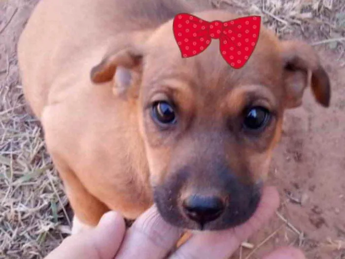 Cachorro ra a Mestiça  idade 2 a 6 meses nome Bebel 