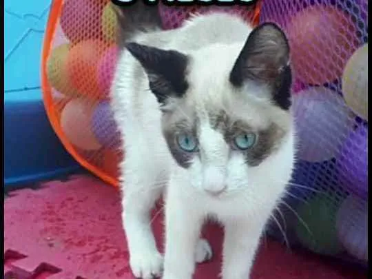 Gato raça  idade 2 a 6 meses nome Filhotes  Anelly 