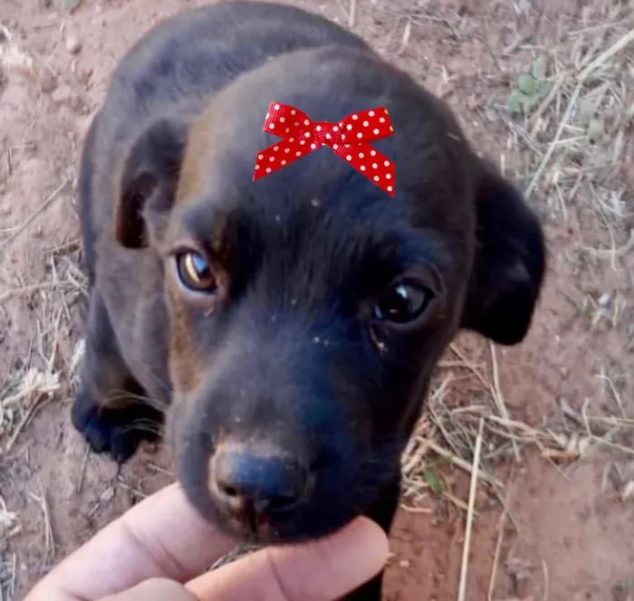 Cachorro ra a Mestiça  idade 2 a 6 meses nome Julieta 