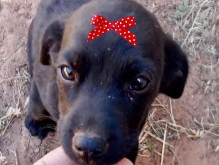 Cachorro ra a Mestiça  idade 2 a 6 meses nome Julieta 
