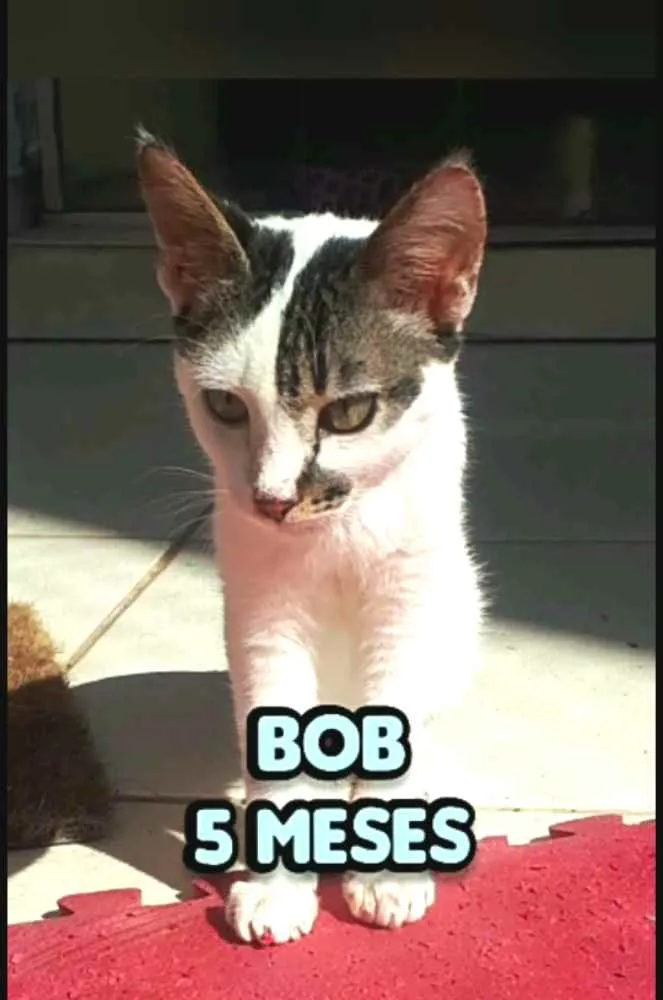 Gato raça  idade 2 a 6 meses nome Filhotes  Anelly 