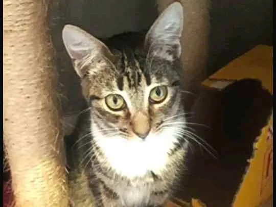 Gato raça  idade 2 a 6 meses nome Filhotes  Anelly 