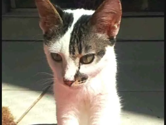 Gato raça  idade 2 a 6 meses nome Filhotes  Anelly 