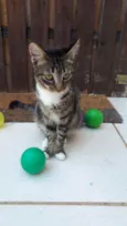 Gato raça  idade 2 a 6 meses nome Filhotes  Anelly 