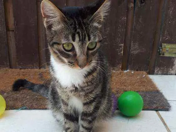 Gato raça  idade 2 a 6 meses nome Filhotes  Anelly 