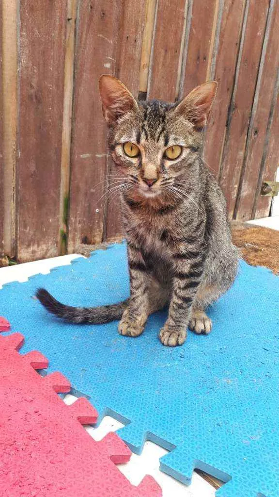 Gato raça  idade 2 a 6 meses nome Filhotes  Anelly 