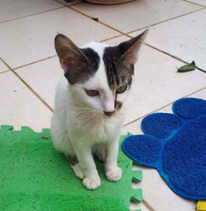 Gato raça  idade 2 a 6 meses nome Filhotes  Anelly 