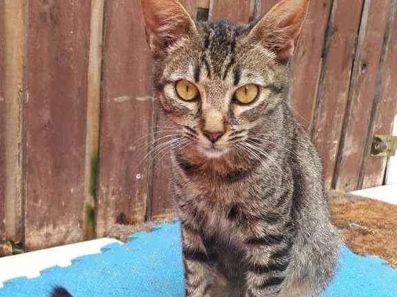 Gato raça  idade 2 a 6 meses nome Filhotes  Anelly 