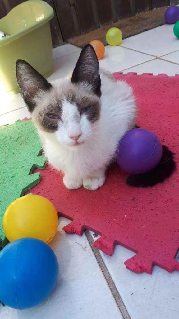 Gato raça  idade 2 a 6 meses nome Filhotes  Anelly 