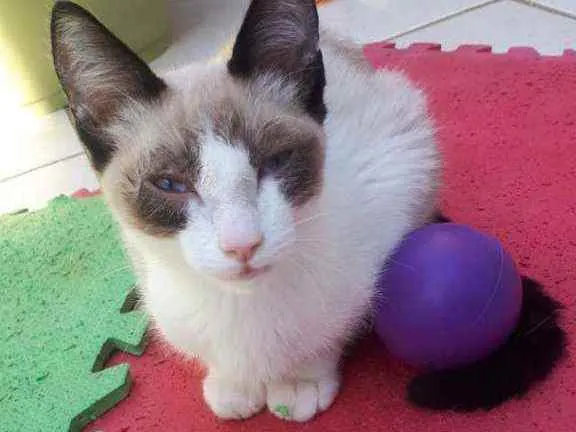 Gato raça  idade 2 a 6 meses nome Filhotes  Anelly 