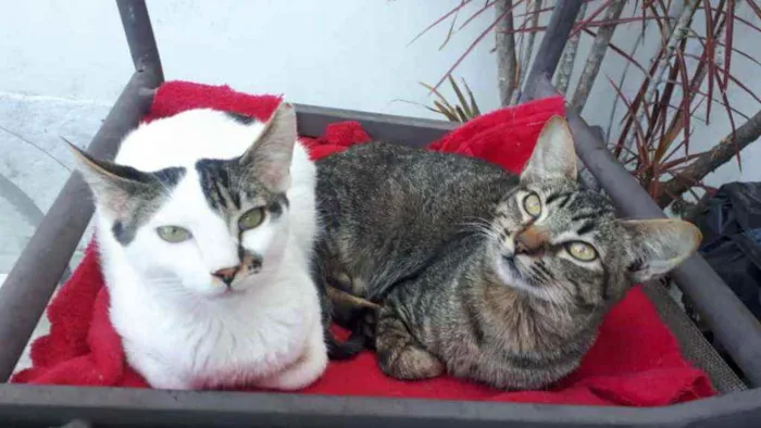 Gato raça  idade 2 a 6 meses nome Filhotes  Anelly 