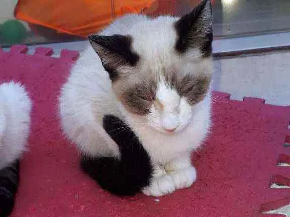 Gato raça  idade 2 a 6 meses nome Filhotes  Anelly 