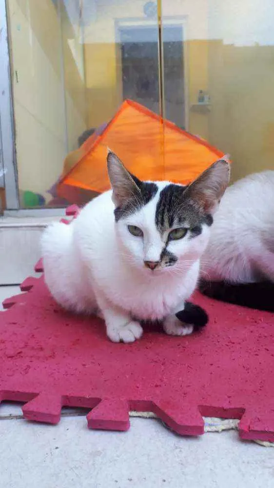 Gato raça  idade 2 a 6 meses nome Filhotes  Anelly 