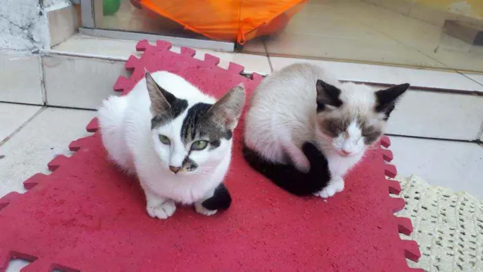 Gato raça  idade 2 a 6 meses nome Filhotes  Anelly 