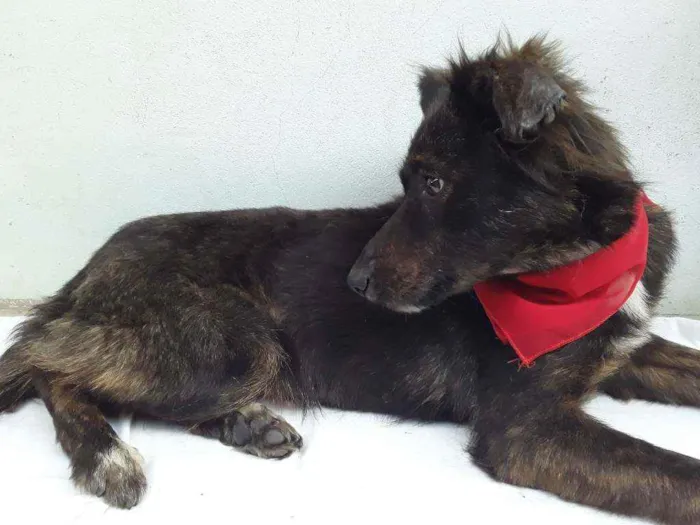 Cachorro ra a SRD idade 7 a 11 meses nome Sem Nome 1