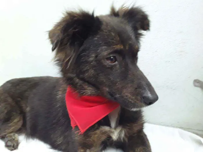 Cachorro ra a SRD idade 7 a 11 meses nome Sem Nome 1