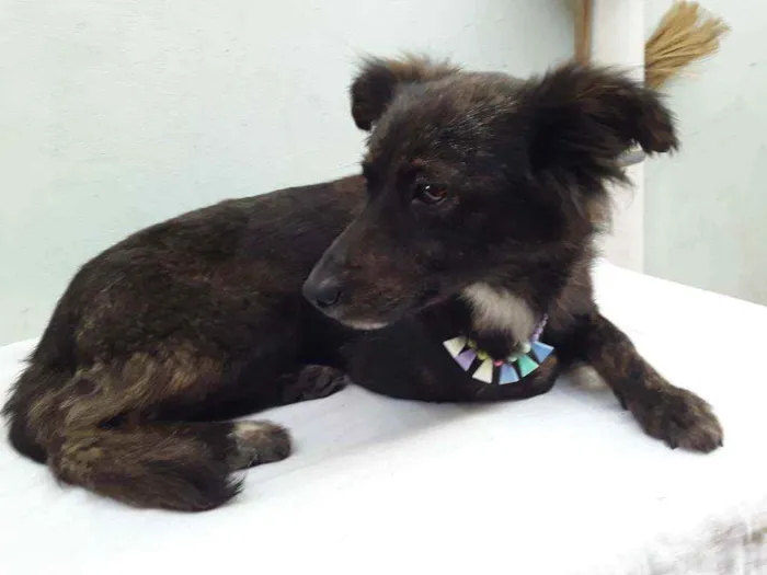 Cachorro ra a SRD idade 7 a 11 meses nome Sem Nome 1