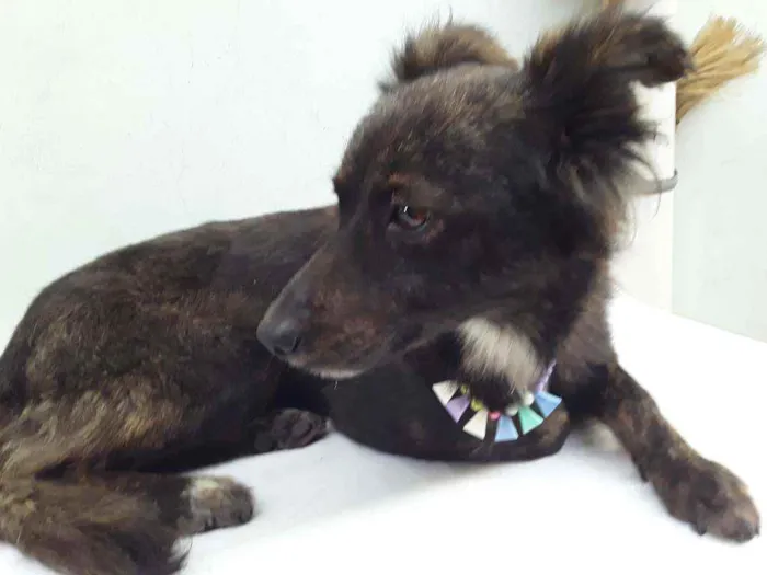 Cachorro ra a SRD idade 7 a 11 meses nome Sem Nome 1